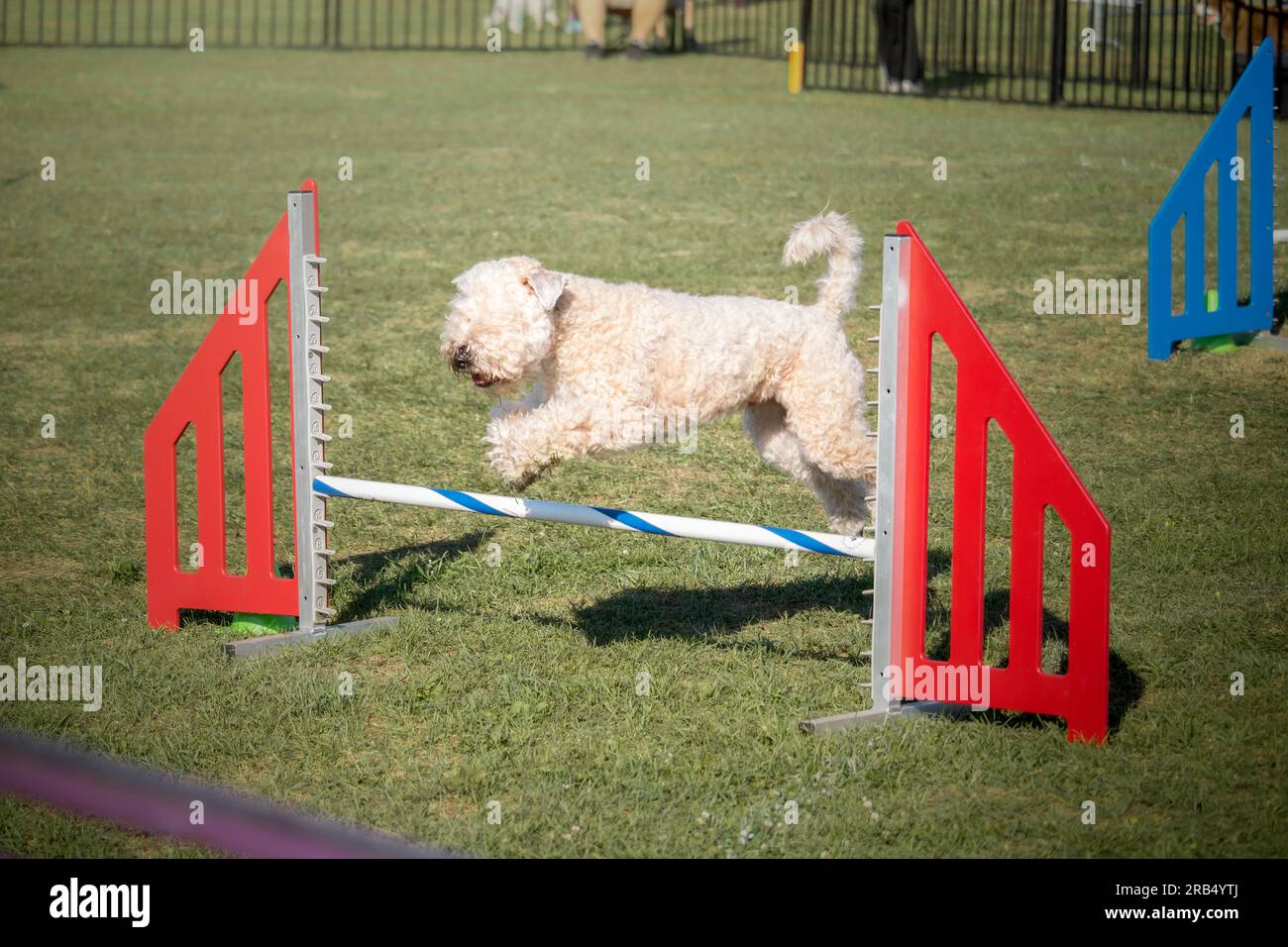 Wheaten Terrier doux sautant par-dessus un obstacle lors d'une compétition d'agilité pour chien. Banque D'Images