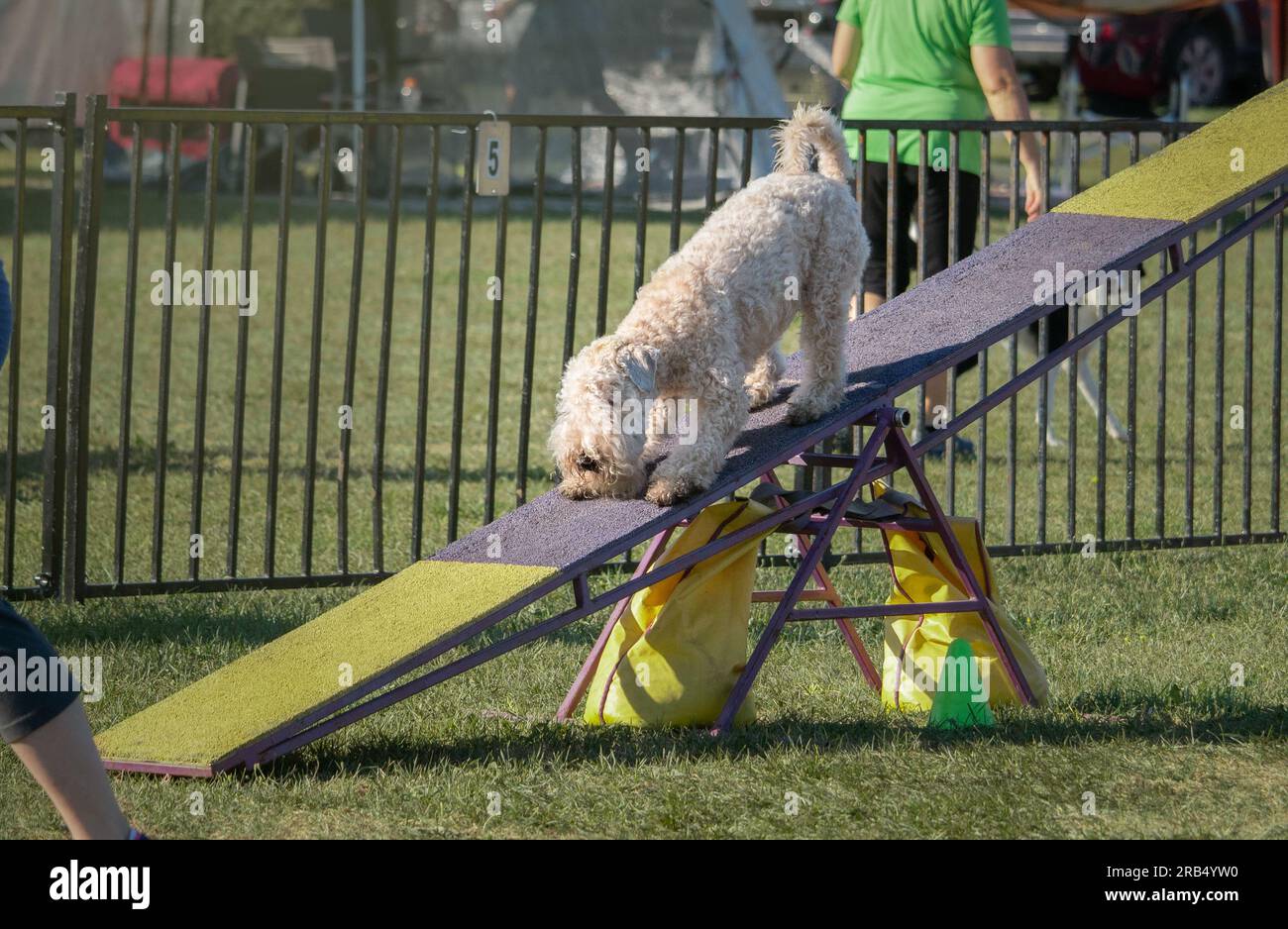 Wheaten Terrier à revêtement souple sur un obstacle lors d'une compétition d'agilité pour chien. Banque D'Images