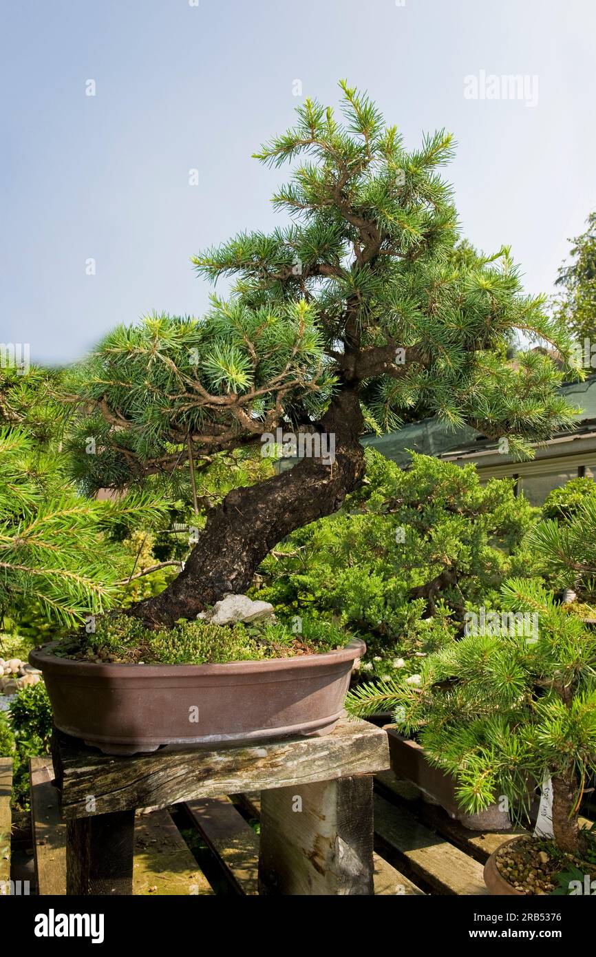 Graines De Cèdre Japonais - 10 Pcs - Pour Bonsaï Et Jardin