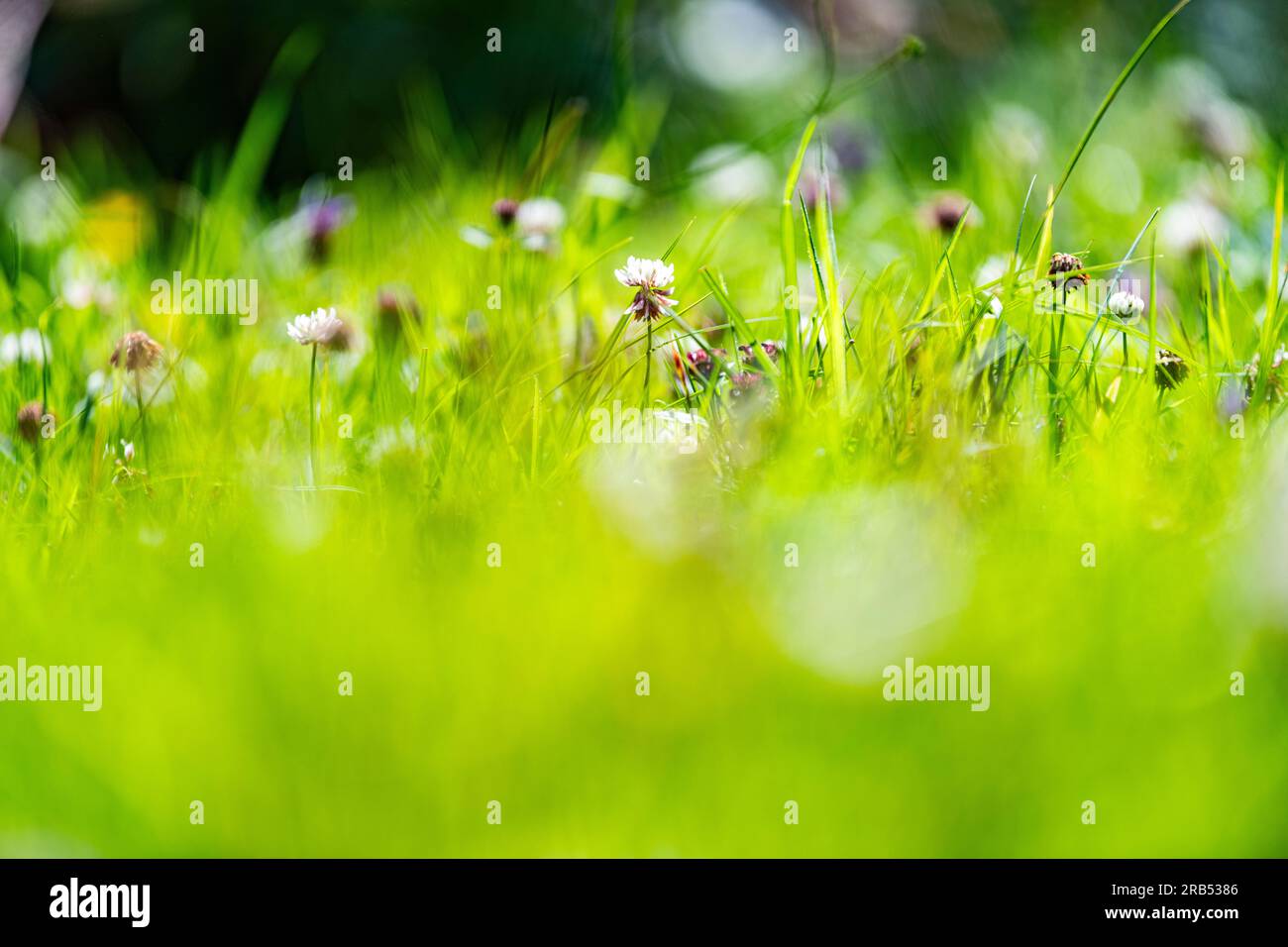 Herbes, fleurs sauvages, trèfle dans une pelouse non tondue Banque D'Images
