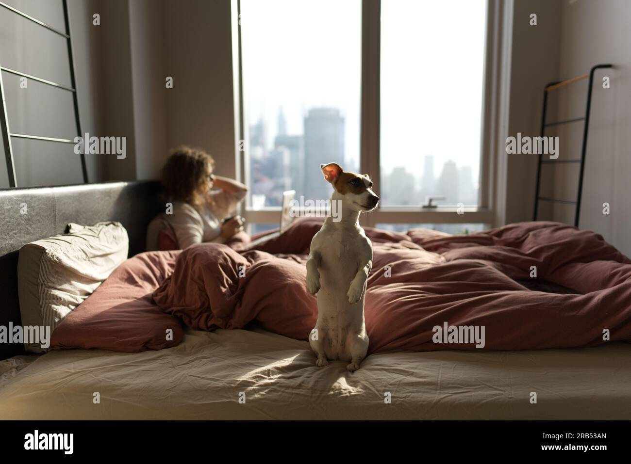 Le petit Jack Russell Terrier assis sur le lit dans une position surikat Banque D'Images