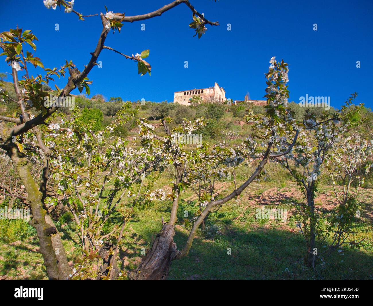 Cerisier Blossom et ferme méditerranéenne. Cerezo en flor y masía catalana. Banque D'Images