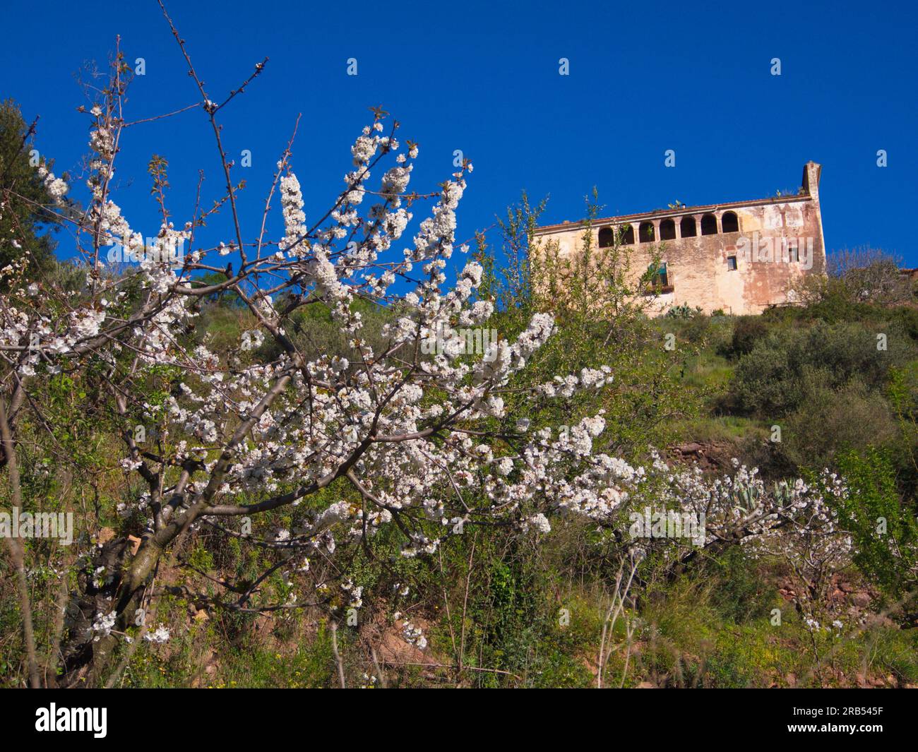 Cerisier Blossom et ferme méditerranéenne. Cerezo en flor y masía catalana. Banque D'Images