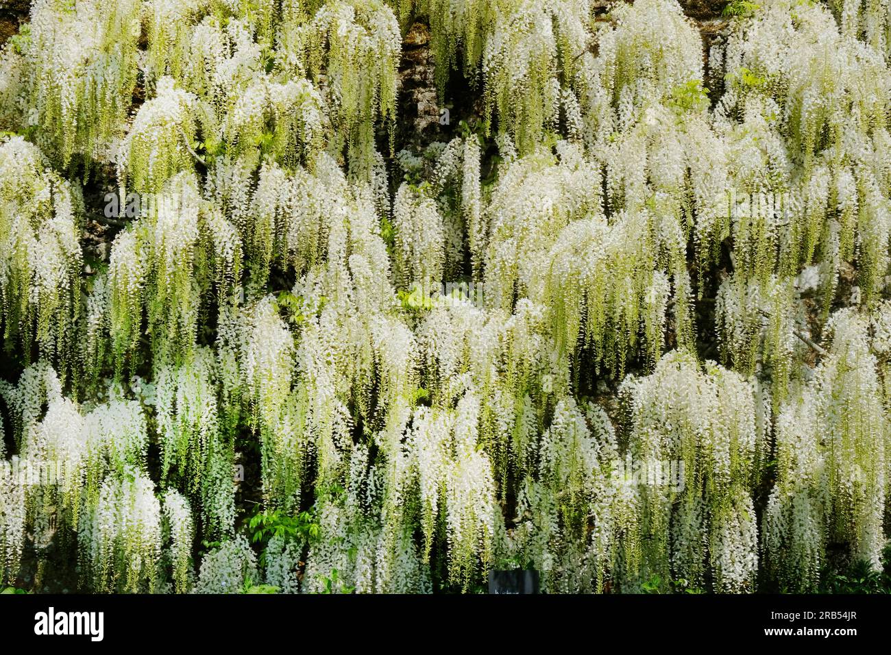 Wisteria floribunda 'macrobotrys' alba - John Gollop Banque D'Images