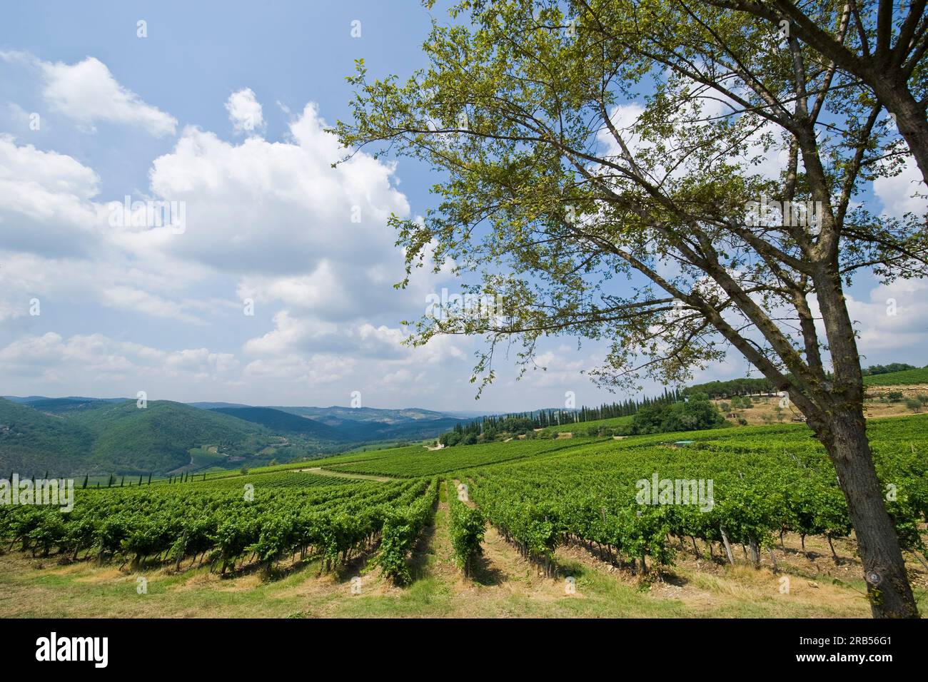 Toscane. Radda in Chianti. vignobles Banque D'Images