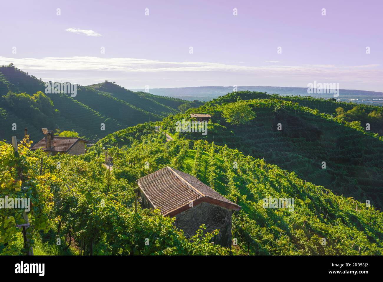 Vignobles et quelques petits chalets ruraux sur les collines escarpées de Prosecco le matin. Site du patrimoine mondial de l'UNESCO. Valdobbiadene, région de Vénétie, Italie Banque D'Images