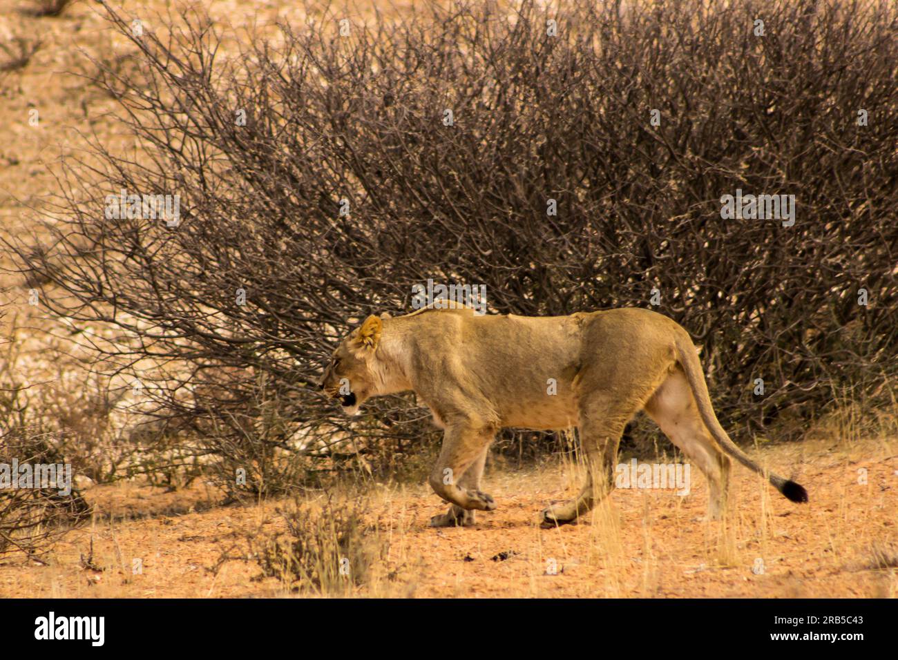 Une lionne, Panther Leo, traque dans la savane sablonneuse du désert du Kalahari en Afrique du Sud. Banque D'Images