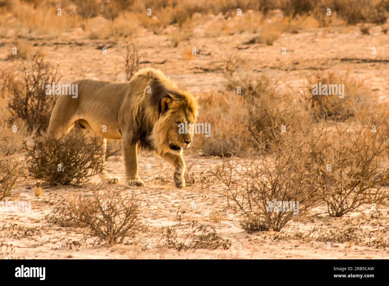 Un majestueux lion mâle à la crane (Panthera Leo) occupé à patrouiller son territoire dans le désert du Kalahari en Afrique australe dans la lumière dorée du petit matin Banque D'Images