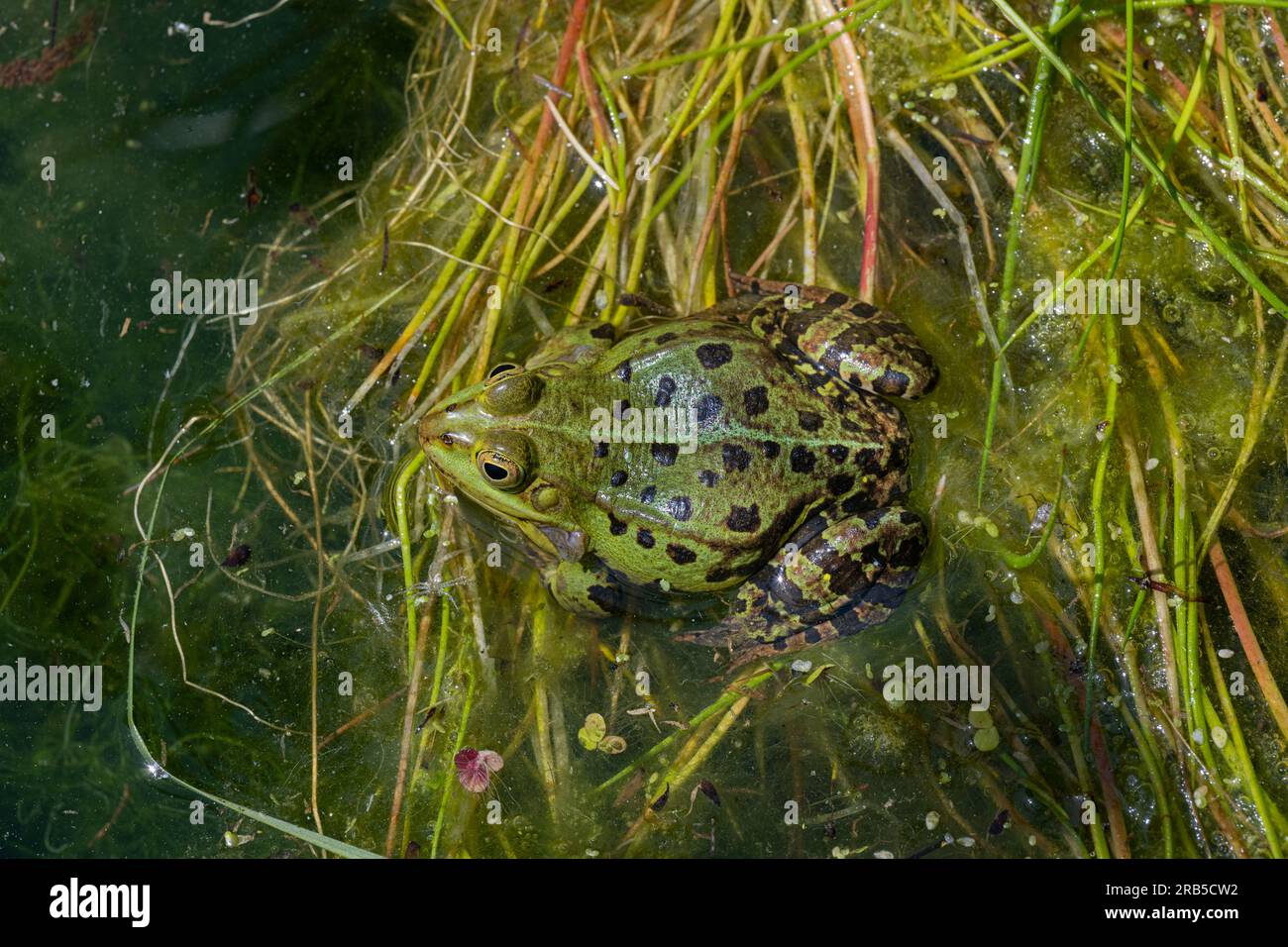 Grenouille comestible, Pelophylax esculentus, Basse-Saxe, Allemagne, Europe Banque D'Images