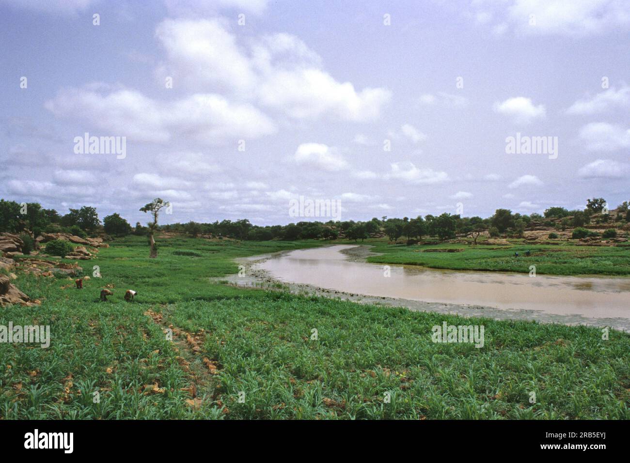 Végétation dans la Terre des Dogons pendant la saison des pluies. Mali. Afrique Banque D'Images