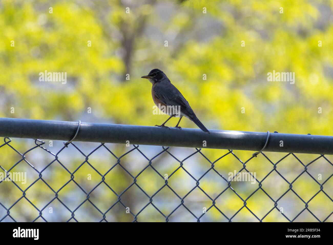 Oiseau rouge-gorge américain perché sur une clôture métallique - arbres verts brouillés en arrière-plan. Prise à Toronto, Canada. Banque D'Images