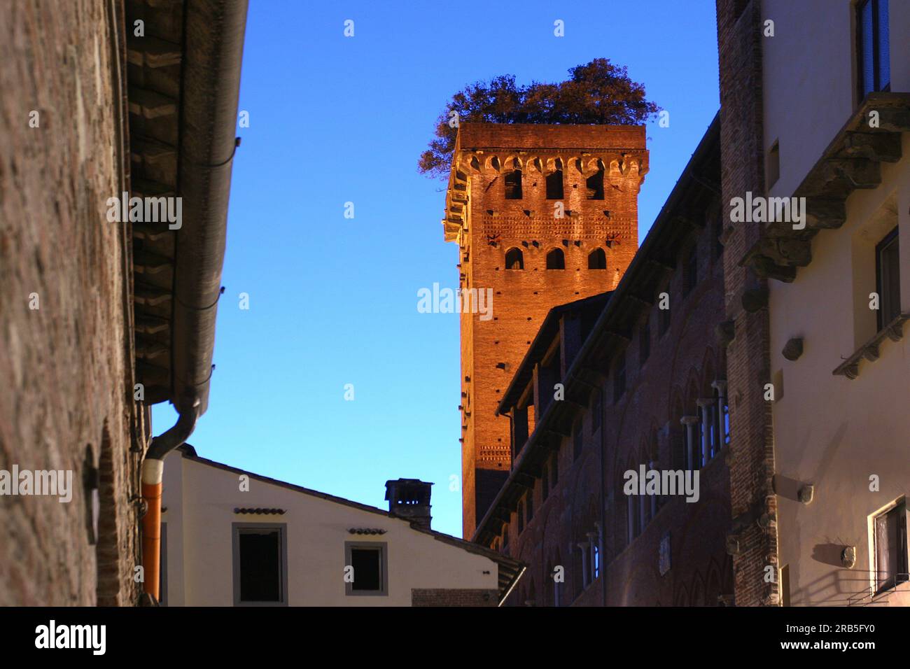 La tour Guinigi, Lucca, Toscane, Italie Banque D'Images