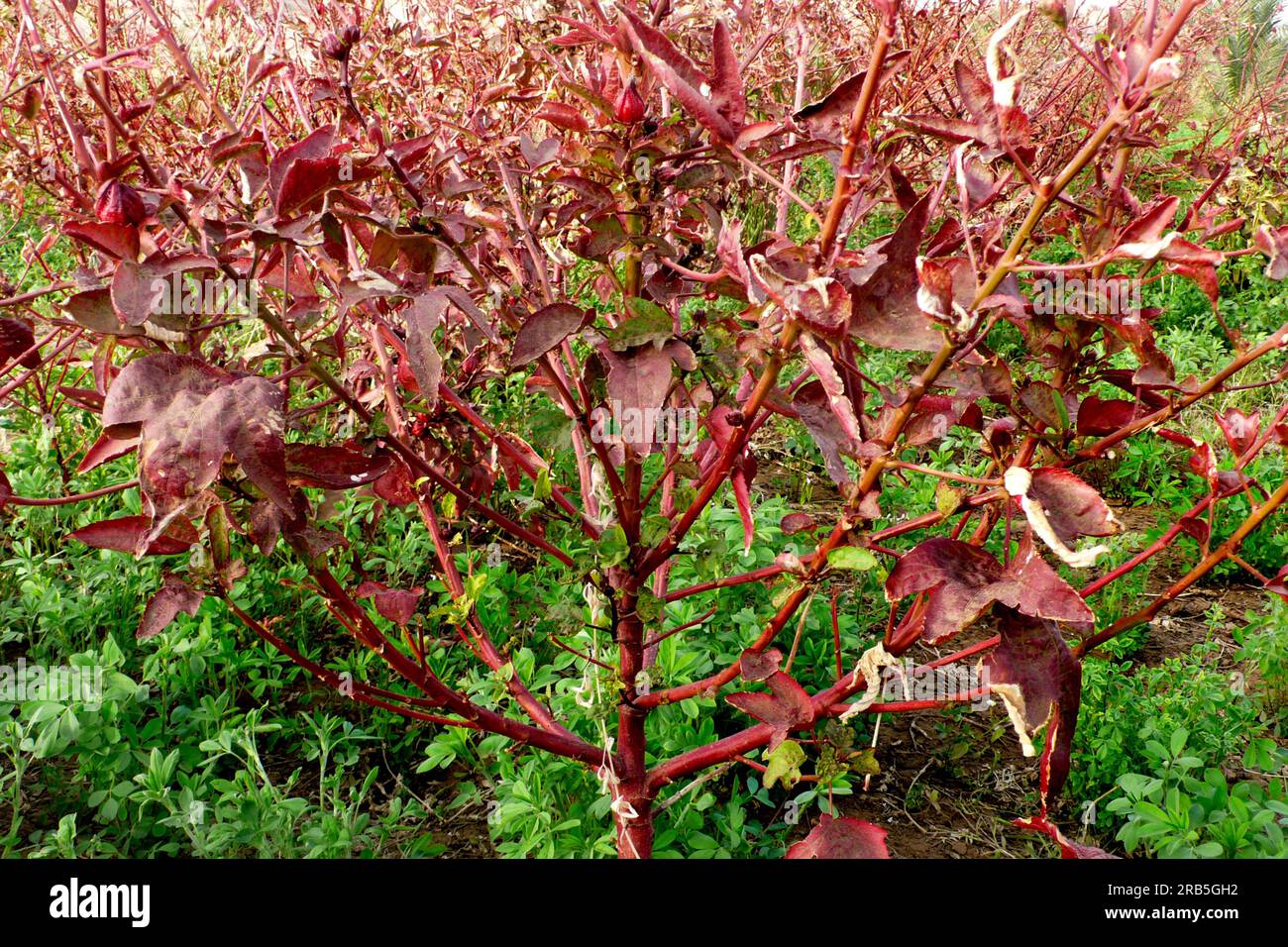 Hibiscus. Nubia. Soudan. Afrique du Nord Banque D'Images