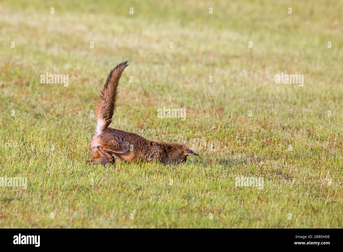 Chasse au renard roux (Vulpes vulpes) se balançant sur des proies de souris / cambriolages dans les prairies fraîchement tondues / prairies coupées en été Banque D'Images