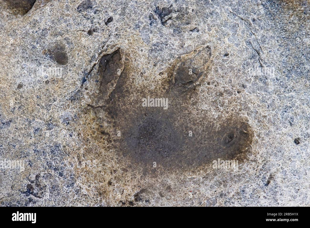 Empreinte d'ornithopode dans le grès sur le site des dinosaures du Crétacé inférieur à Boltodden, Kvalvagen, Svalbard / Spitzberg, Norvège Banque D'Images