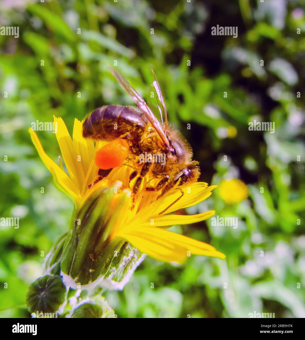 Macro Photographie d'abeille sur fleur de pissenlit jaune Banque D'Images