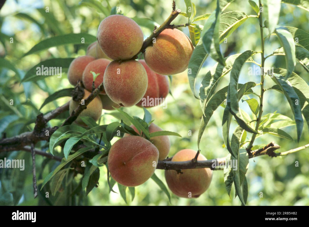 Peachtree Banque D'Images