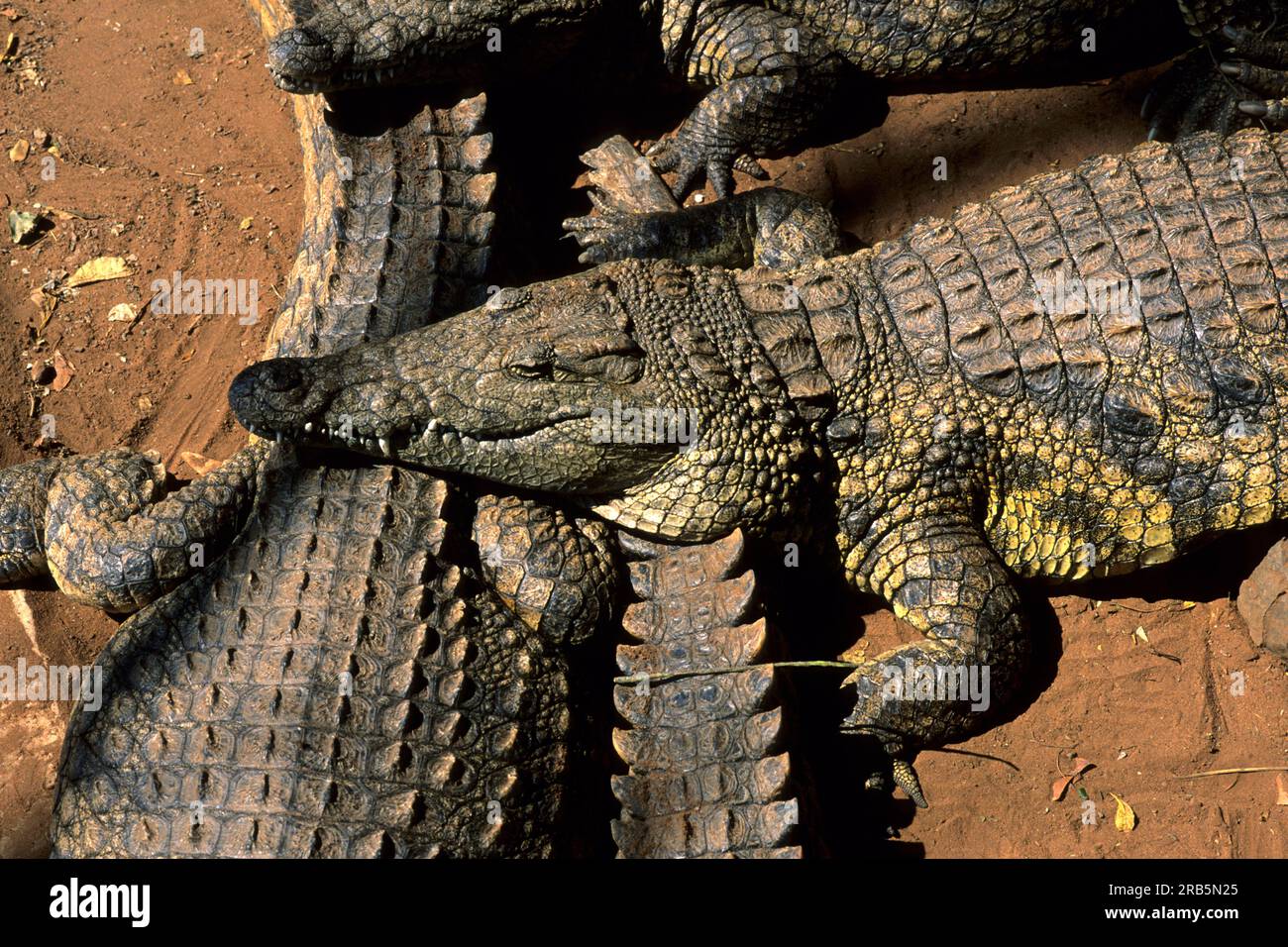 Crocodiles. Zimbabwe. Afrique Banque D'Images