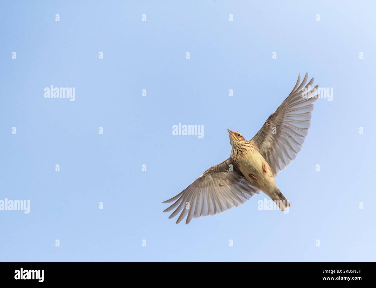 Lark du bois (Lullula arborea) dans les dunes de Berkheide, Katwijk, pays-Bas. Banque D'Images Lark du bois (Lullula arborea) dans les dunes de Berkheide, Katwijk, pays-Bas. Banque D'Images