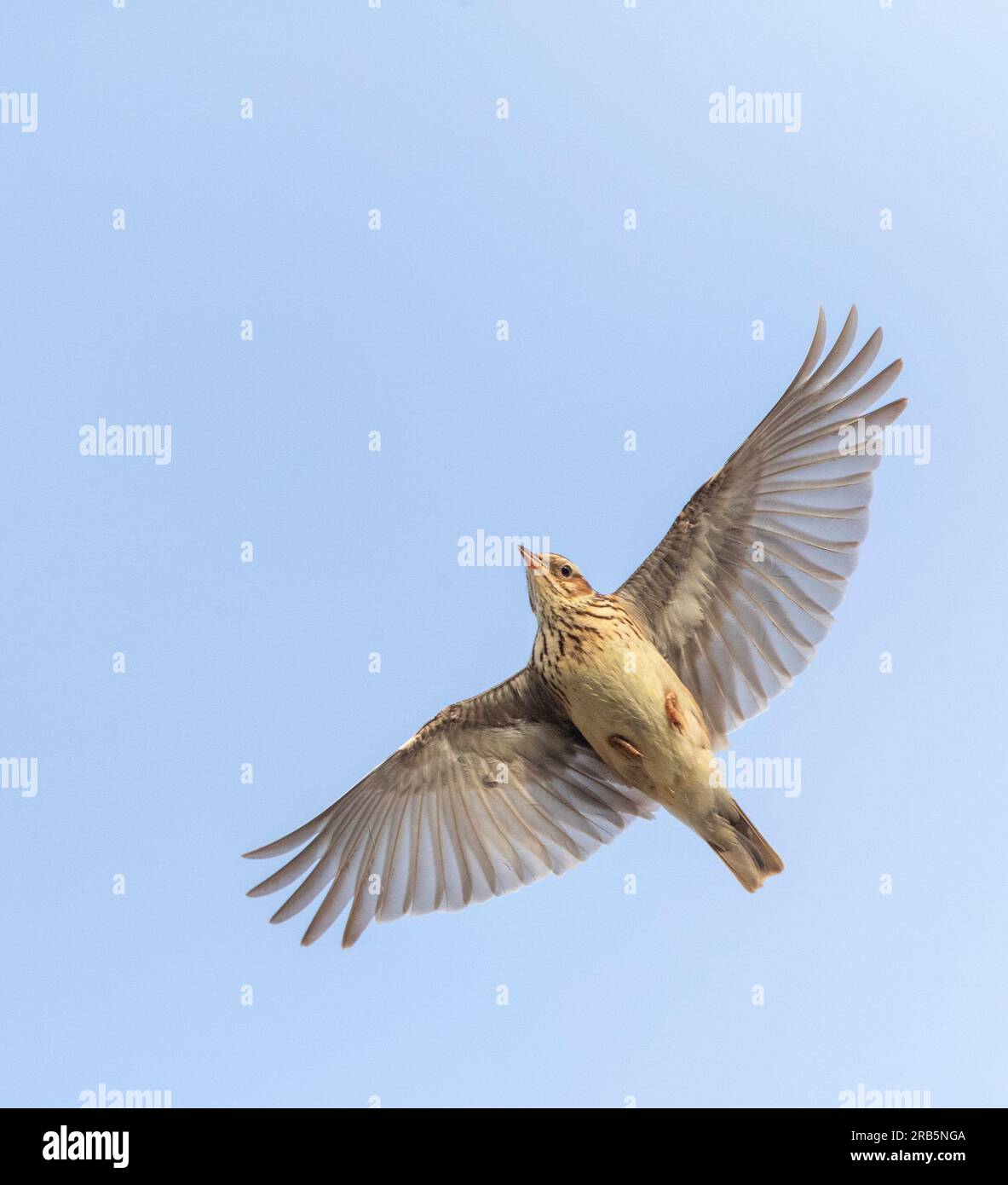 Lark du bois (Lullula arborea) dans les dunes de Berkheide, Katwijk, pays-Bas. Banque D'Images Lark du bois (Lullula arborea) dans les dunes de Berkheide, Katwijk, pays-Bas. Banque D'Images