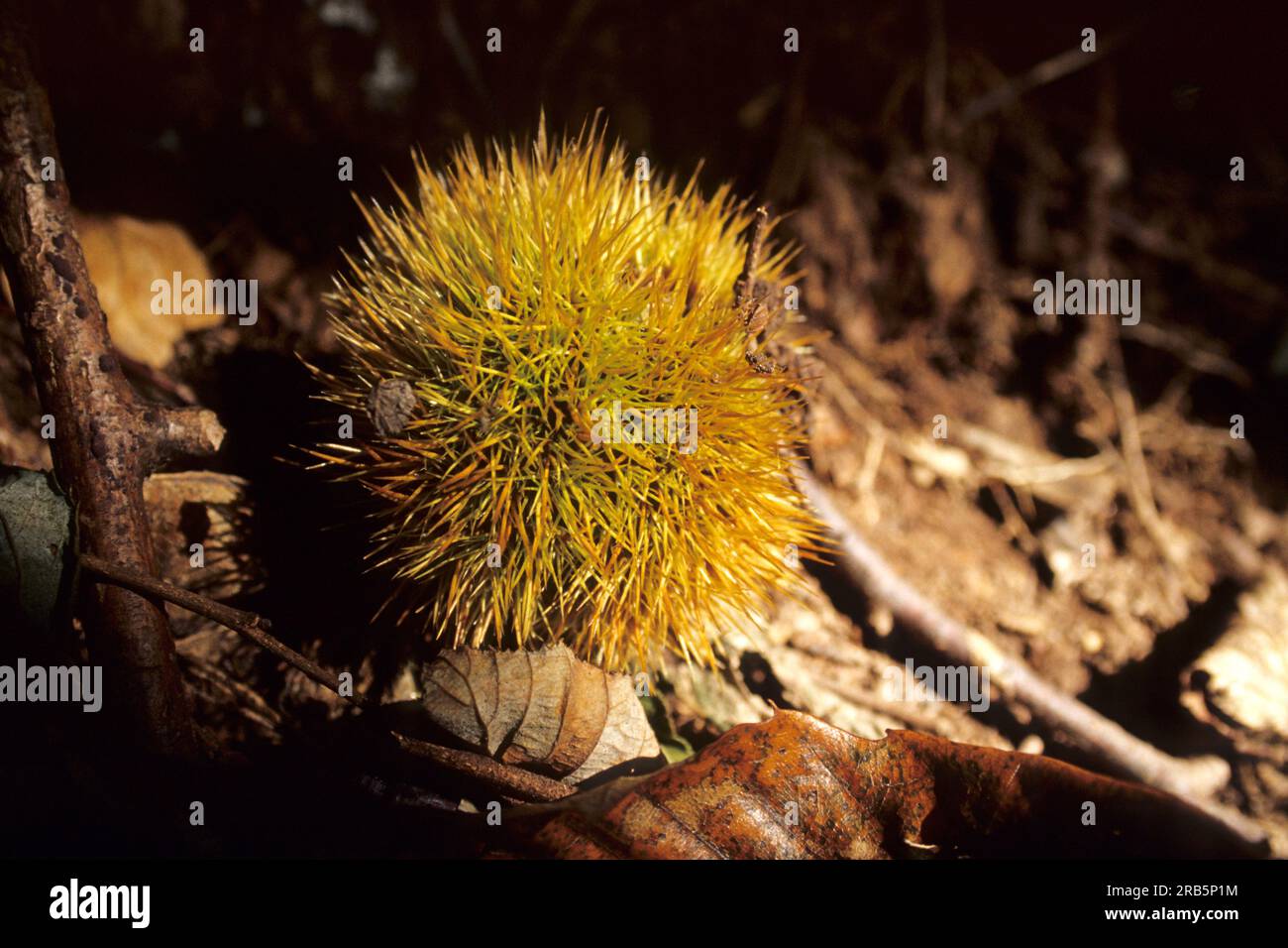 Chestnut Husk Banque D'Images