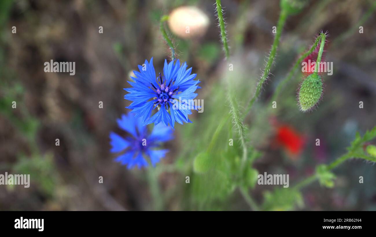 fleurs de coquelicots rouges et de cornflowers dans le champ vert en été Banque D'Images