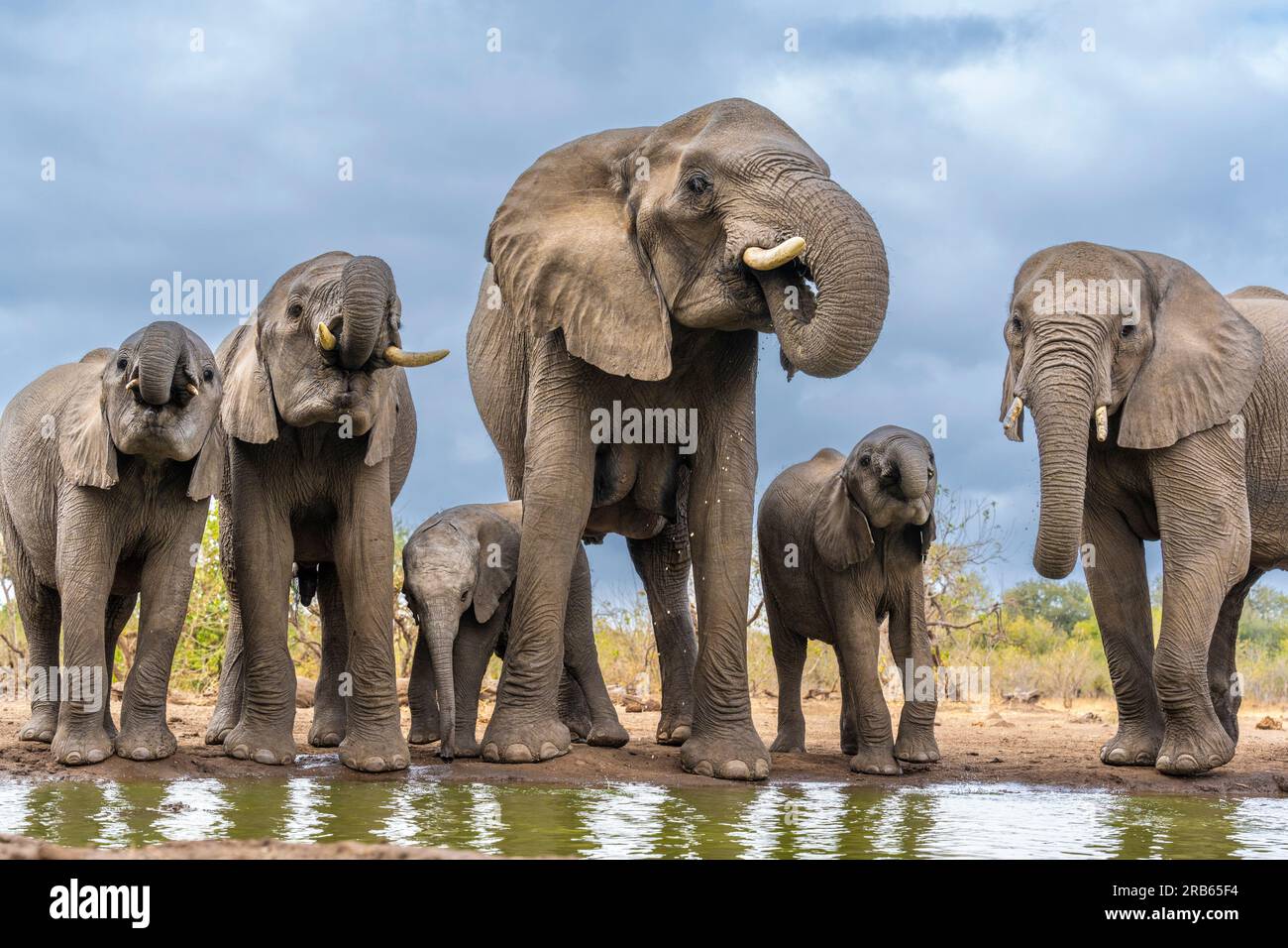 Éléphants aficiens à la réserve animalière de Mashatu Euphorbia au Botswana. Banque D'Images