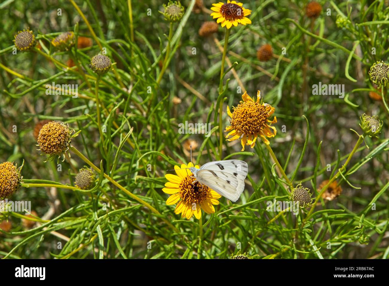Papillon blanc à carreaux allumé sur fleur jaune de Hairy-Seed Bahia dans le désert de Chihuahuan Banque D'Images