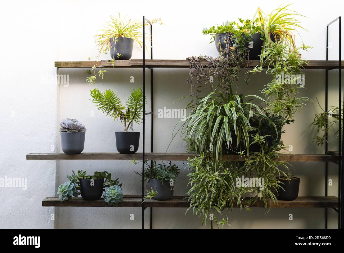 Diverses plantes en pot poussant sur des étagères en bois à la maison, espace de copie. Non altéré, nature, vert, organique, jardinage, concept de style de vie durable. Banque D'Images Diverses plantes en pot poussant sur des étagères en bois à la maison, espace de copie. Non altéré, nature, vert, organique, jardinage, concept de style de vie durable. Banque D'Images