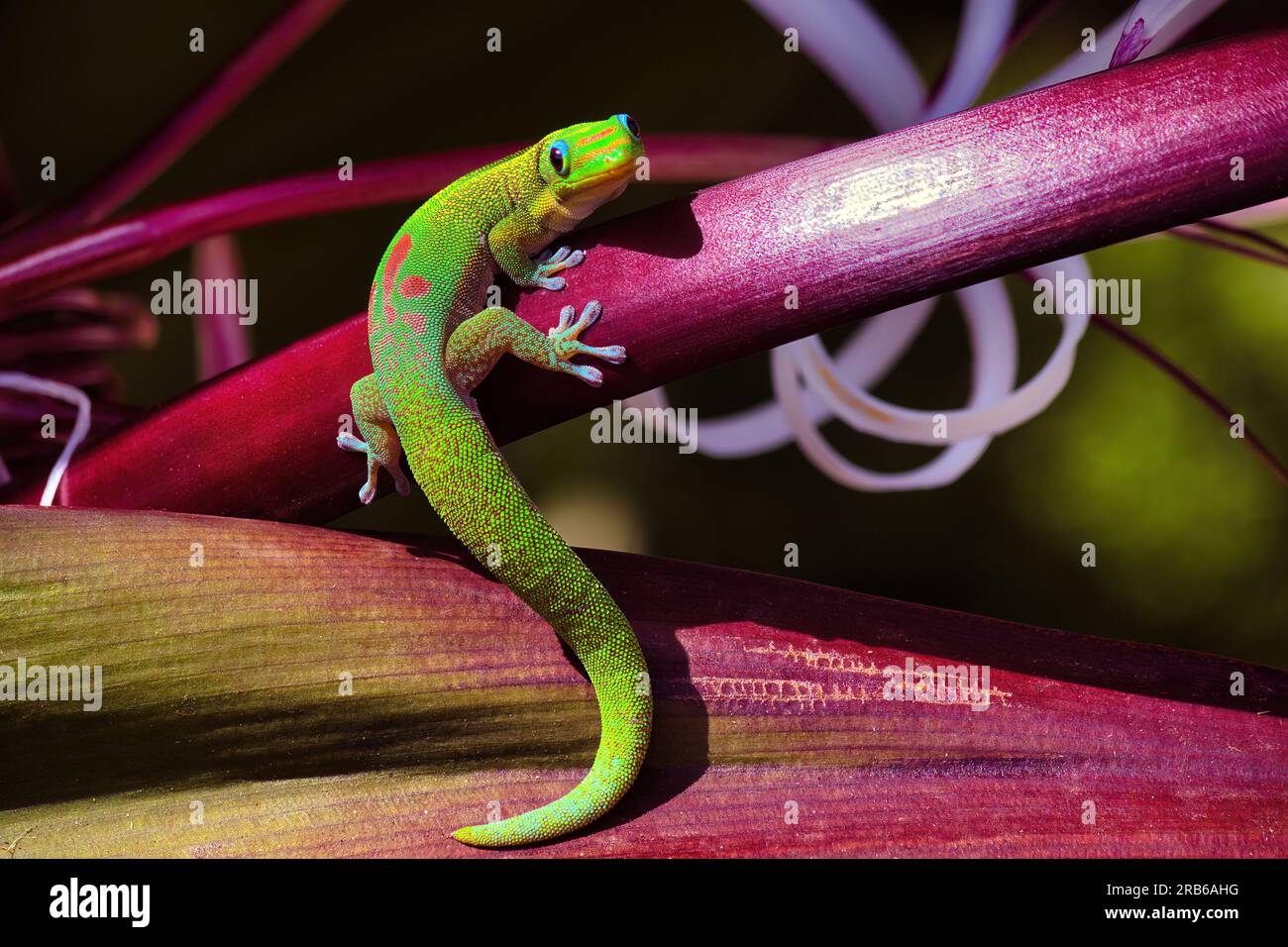 Gecko de poussière d'or vert vif accroché sur une tige violet vif. Banque D'Images