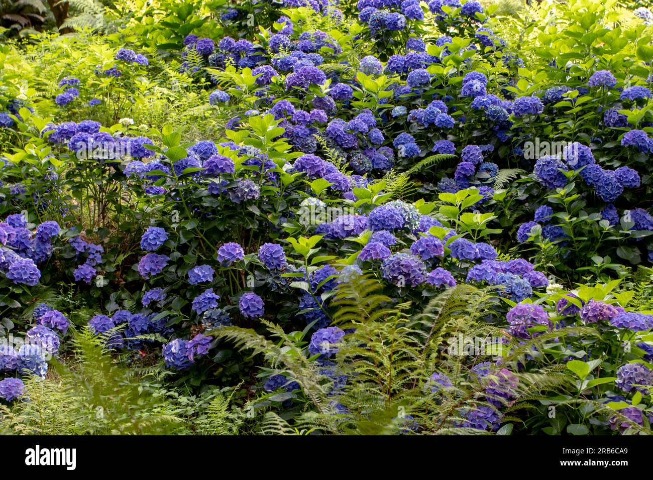 Plantes à fleurs d'hortensia macrophylla bleu foncé dans le parc ombragé. Fleurs d'Hortensia. Banque D'Images