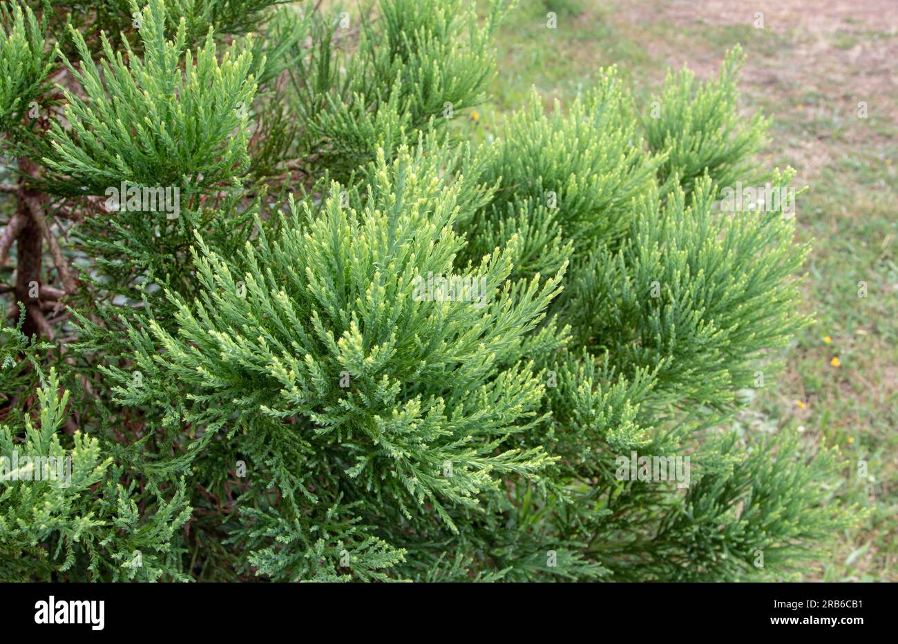 Sequoiadendron giganteum, séquoia géant ou séquoia géant ou Sierra séquoia de conifères gros plan. Banque D'Images