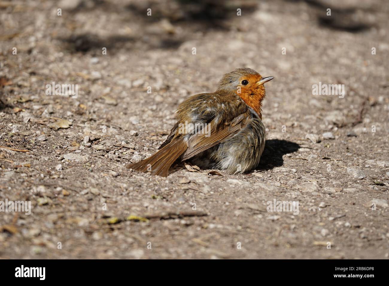 Un Robin (erithacus rubecula) bronzer sur un chemin, Royaume-Uni Banque D'Images