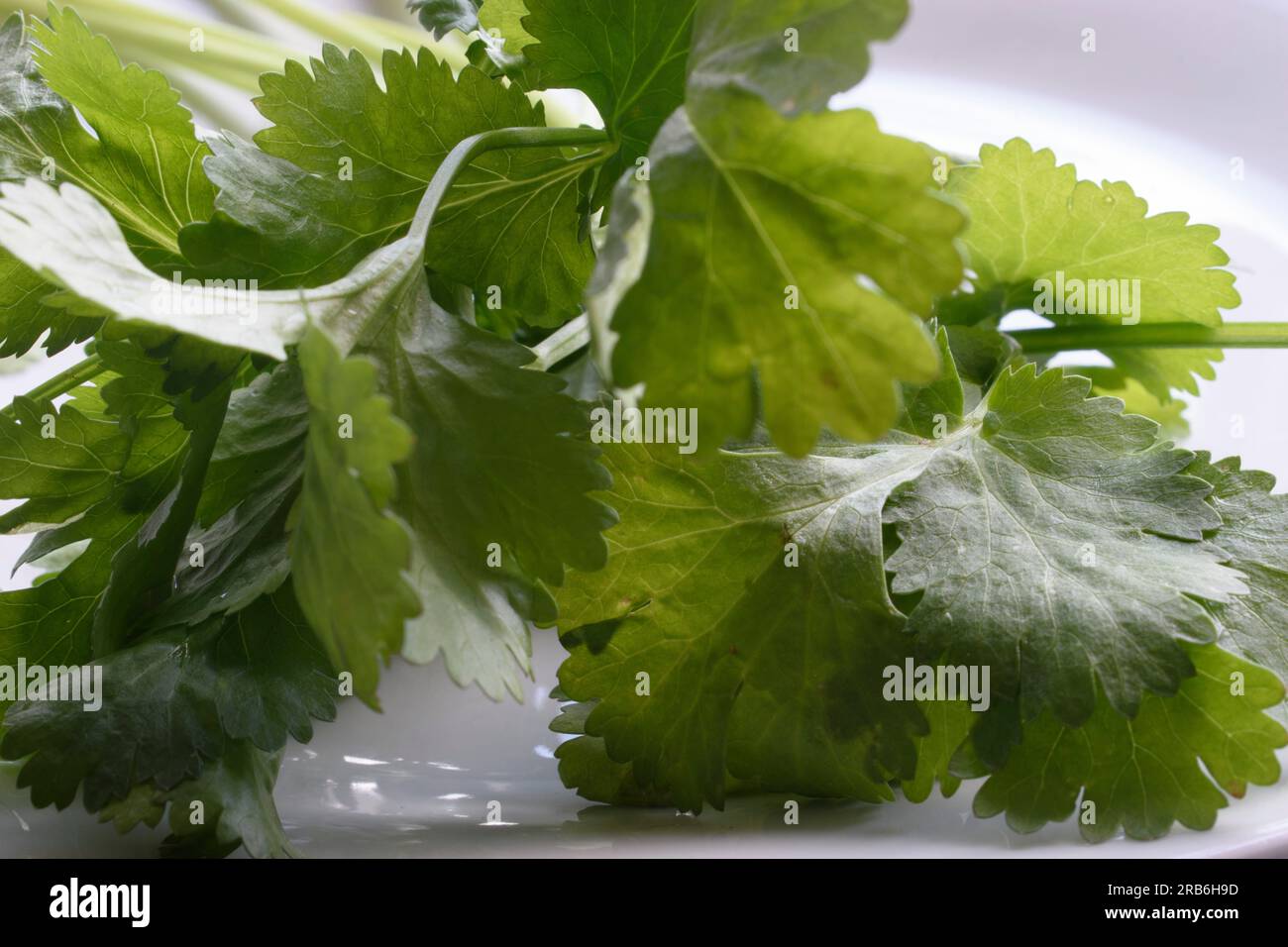 Une photo en gros plan représentant des feuilles de coriandre humides et éclatantes sur un fond blanc éclatant. L'image met en évidence la fraîcheur de l'herbe et le b naturel Banque D'Images