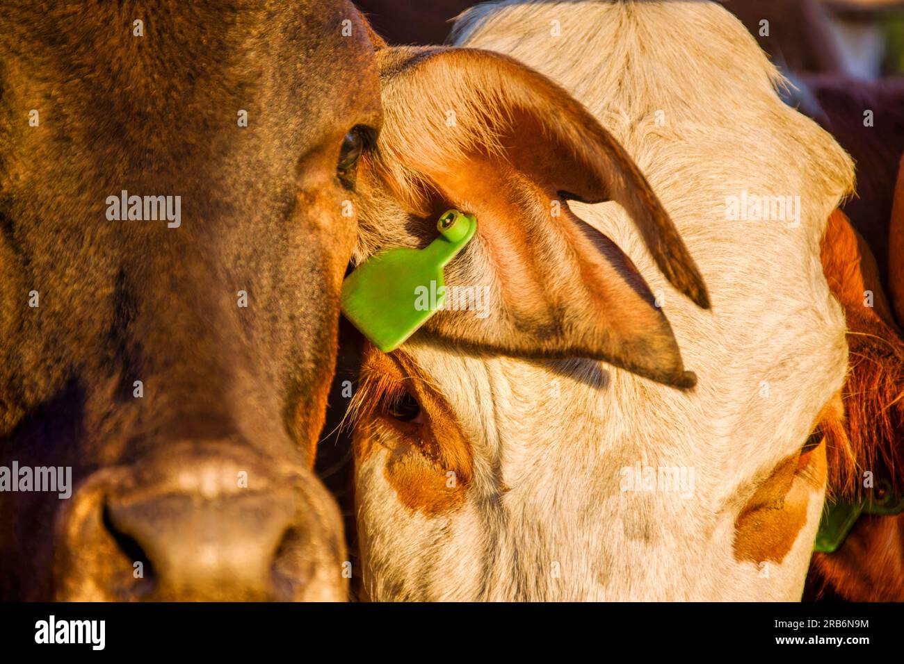 agriculture africaine, gros plan de têtes de vache dans une ferme au botswana Banque D'Images