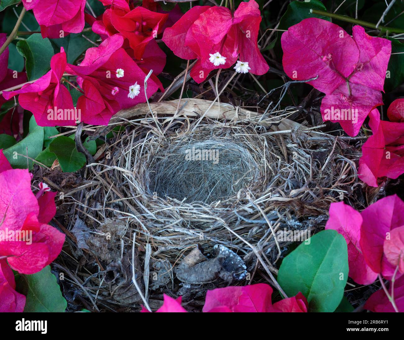 Nid abandonné d'un Junco aux yeux sombres à l'intérieur du Bush de Bougainvillea. Comté de Santa Clara, Californie, États-Unis. Banque D'Images