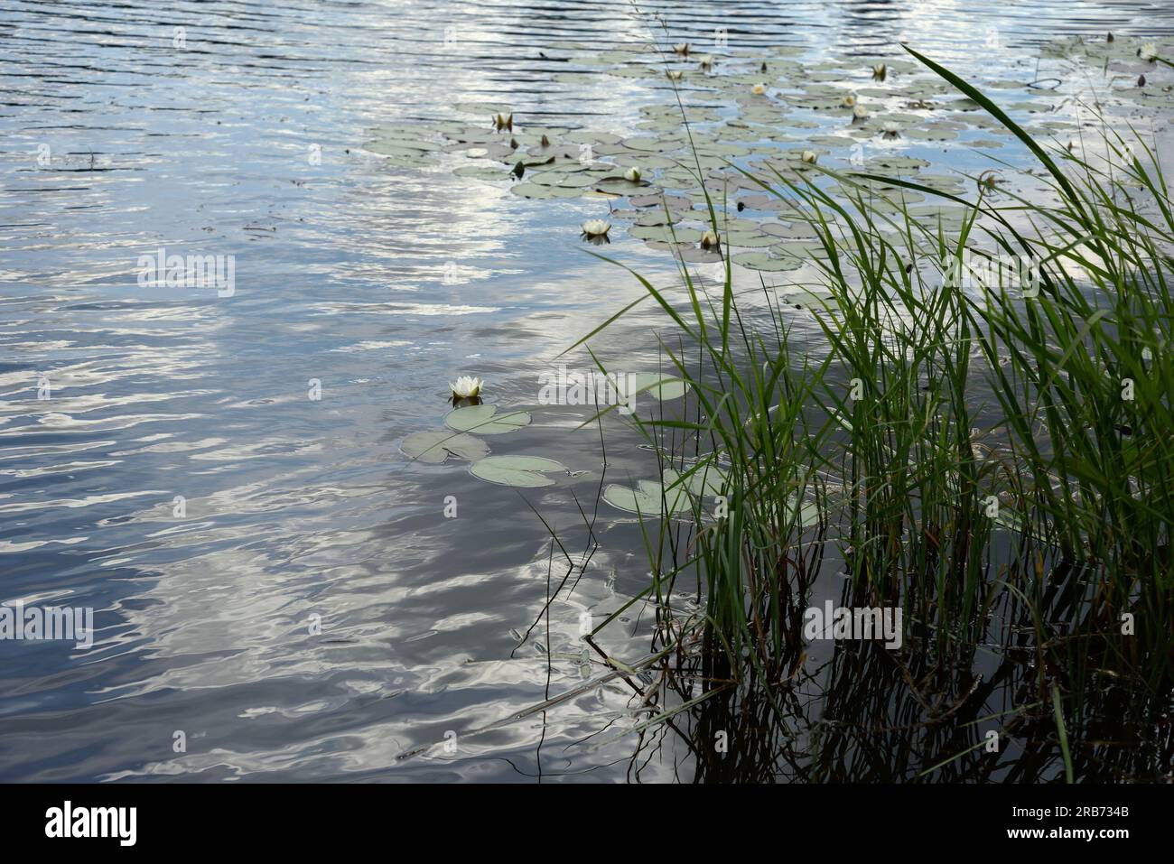 Une vue sur un étang avec des nénuphars blancs. Banque D'Images