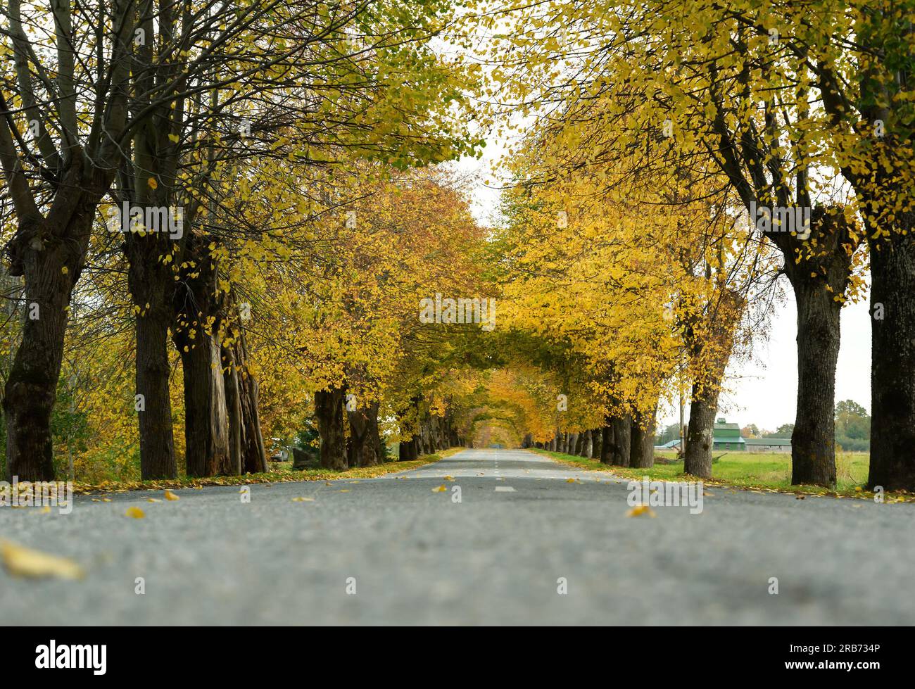 Une vue de la route à travers la limite des arbres en automne. Banque D'Images