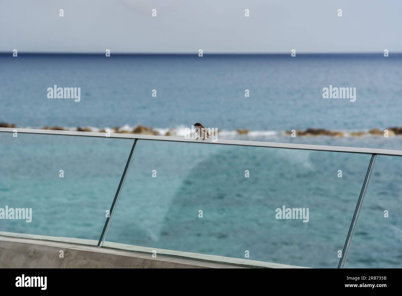 Un petit oiseau sur une structure de verre sur le bord de mer. Banque D'Images