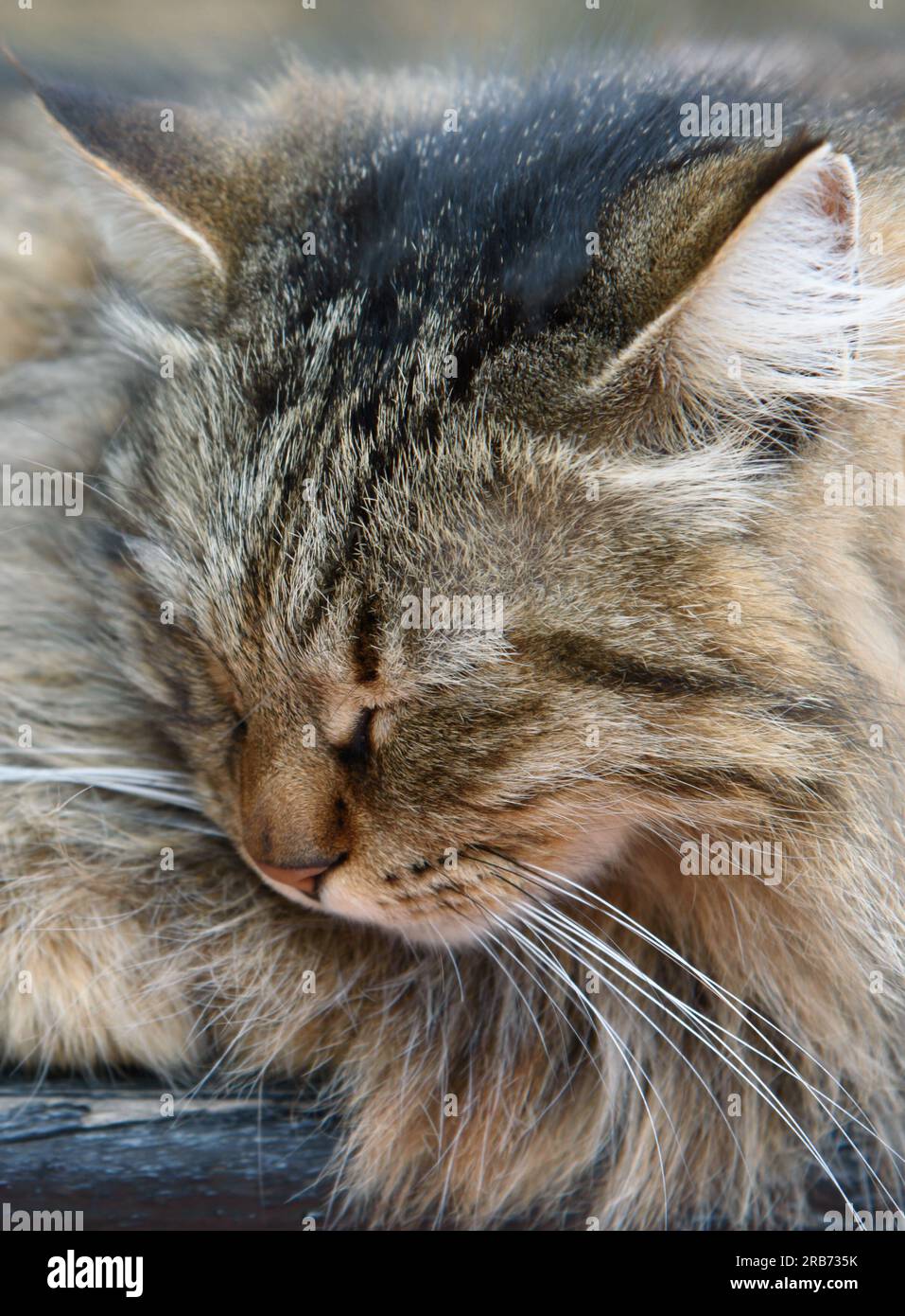 Un chat sans abri dort sur le banc. Banque D'Images Un chat sans abri dort sur le banc. Banque D'Images