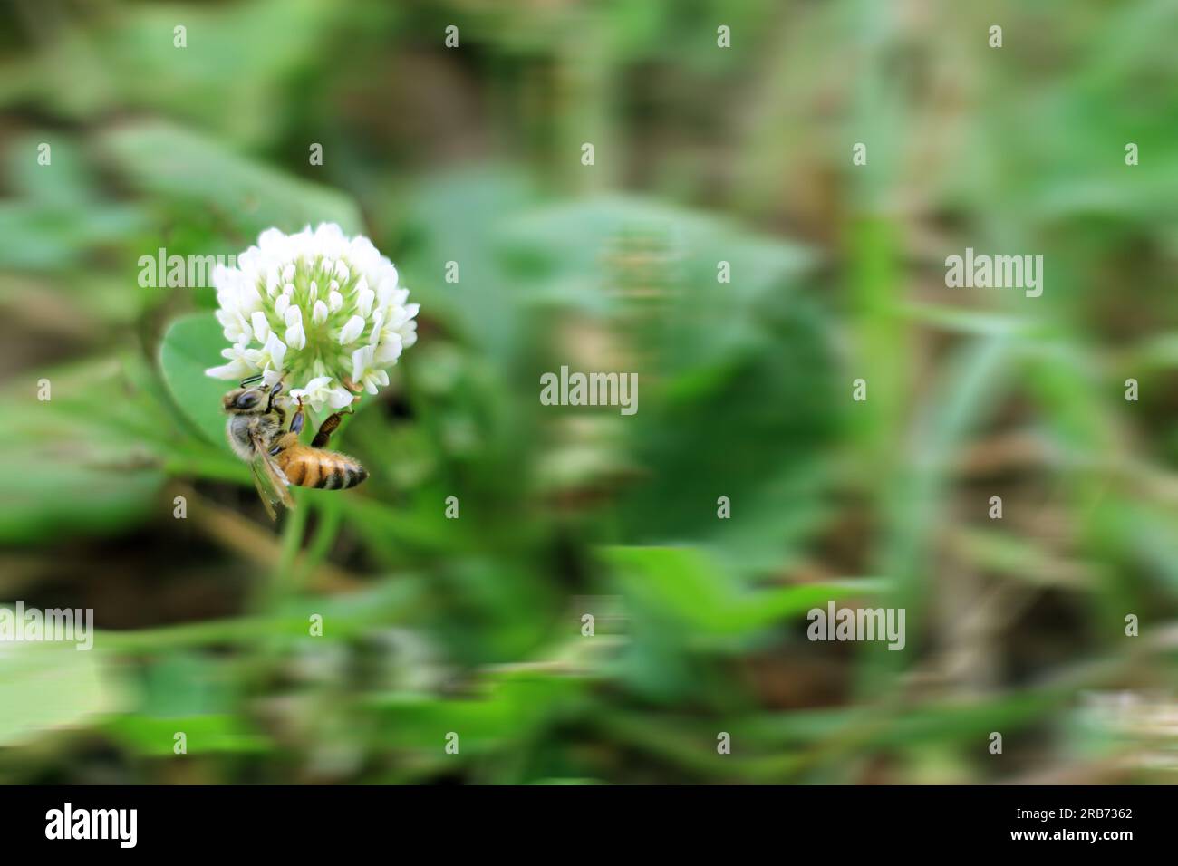 Gros plan d'abeille sauvage en plein air à côté d'une fleur de trèfle. Photo de jardin d'été. Banque D'Images