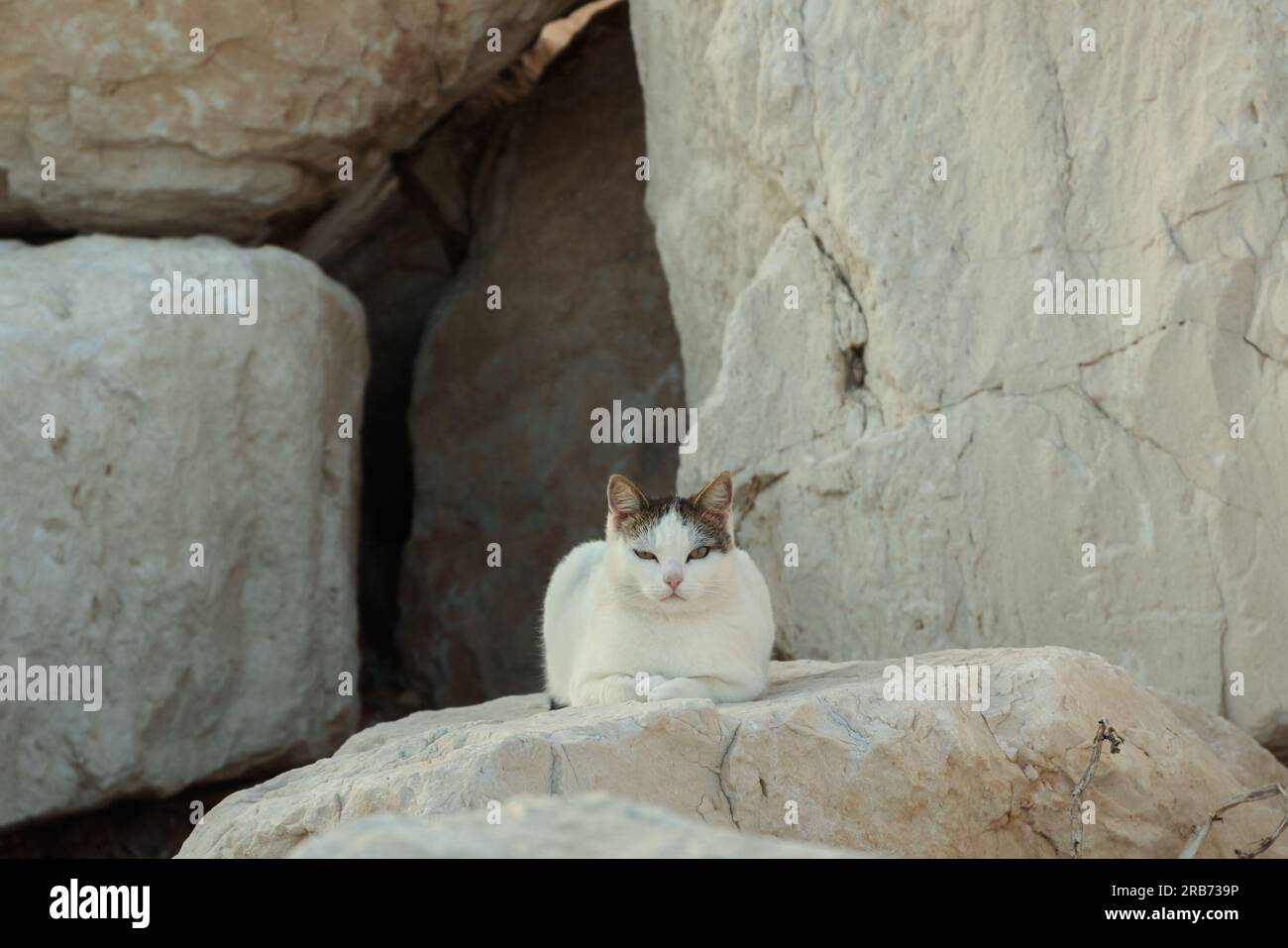 Un appartement de chat sauvage dans une grotte sur un quai dans le sud de l'Italie. Banque D'Images