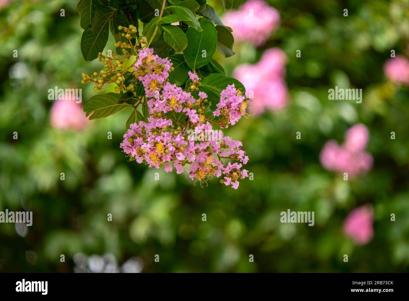 Des pinceaux de fleurs roses Crape Myrtle ou Lagerstroemia se rapprochent sur un fond flou Banque D'Images