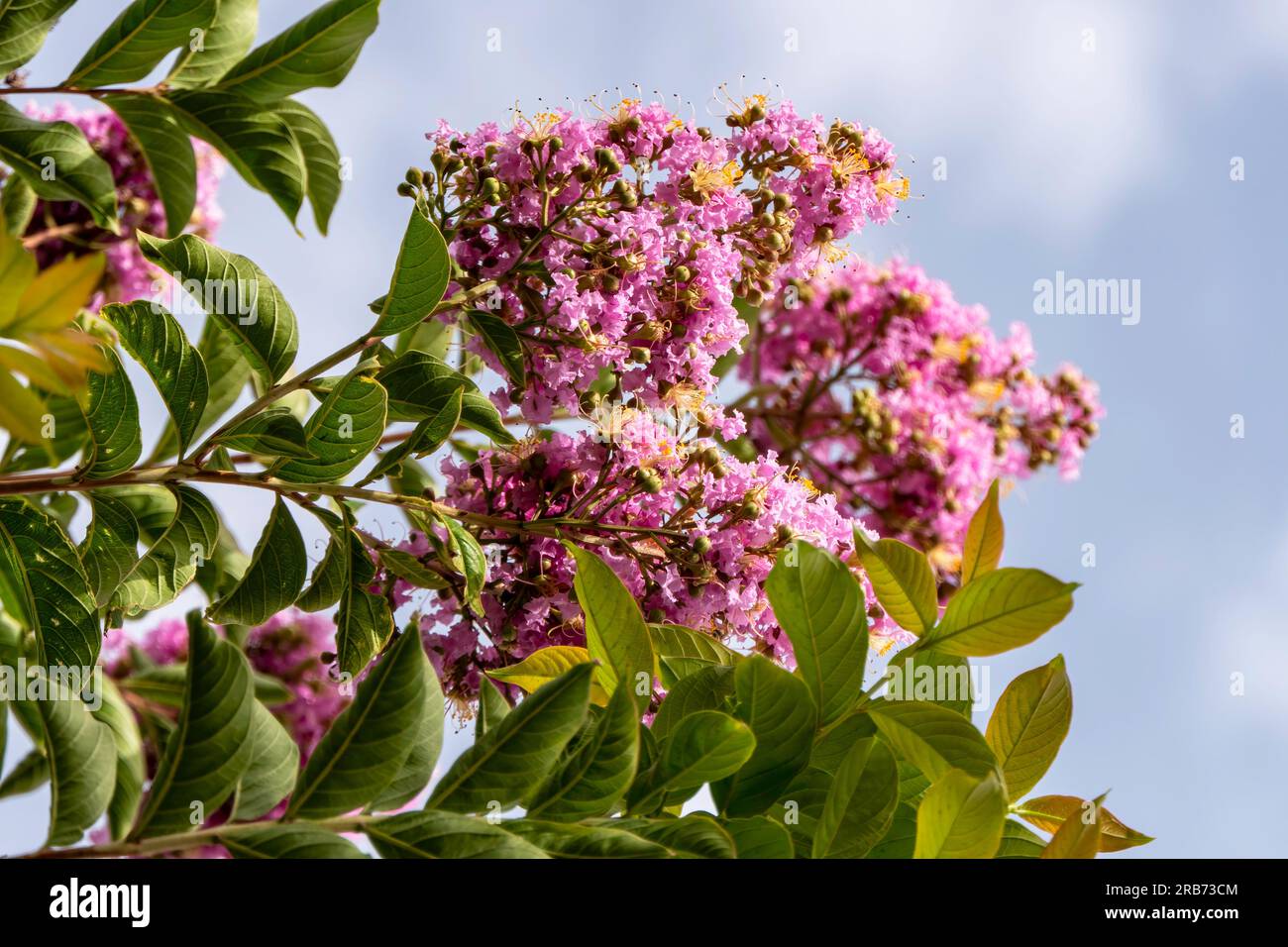 Des pinceaux de fleurs roses Crape Myrtle ou Lagerstroemia se rapprochent sur un fond flou Banque D'Images