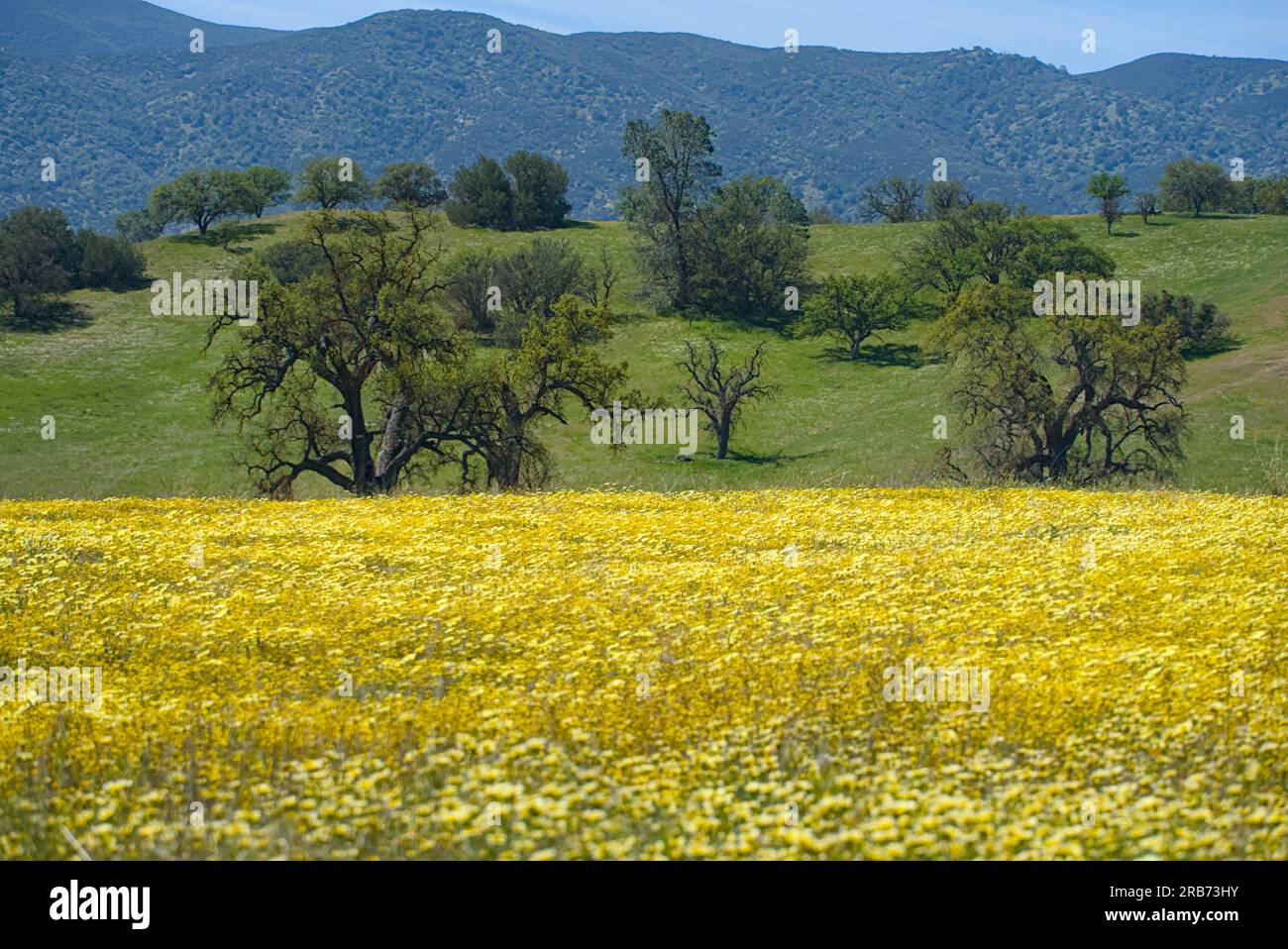 Champ de fleurs sauvages jaune printanier en Californie. Banque D'Images