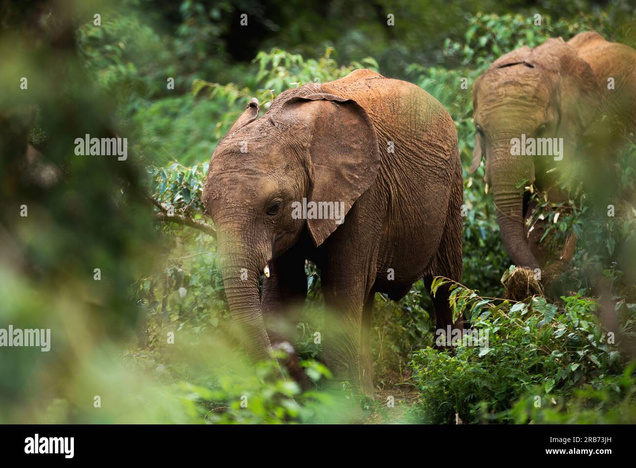 Sheldrick Wildlife Trust gère un programme de sauvetage des éléphants orphelins et de réhabilitation de la faune au Kenya. Elle a été fondée en 1977 par Dame Daphne Sheldr Banque D'Images