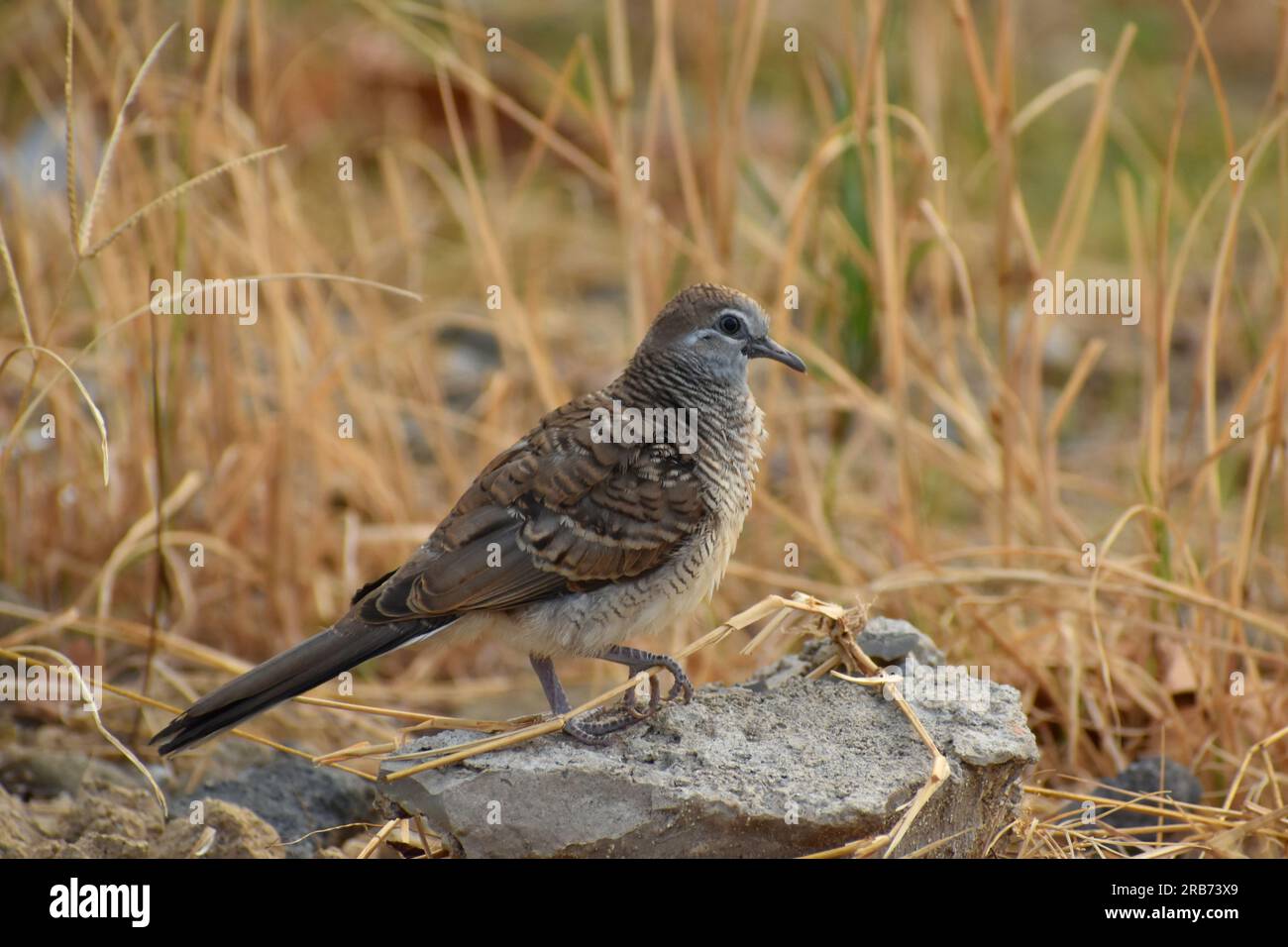 Une colombe zébrée perchée sur un petit rocher sur une prairie sèche. Java, Indonésie. Banque D'Images