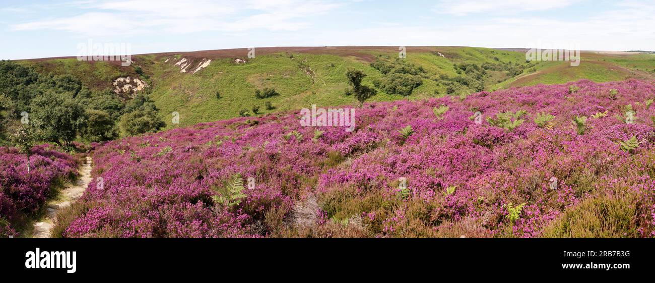 Au début de l'été, la bruyère des North Yorkshire Moors éclate. Un tapis violet améliore les vues spectaculaires, comme ici à Jugger Howe. Banque D'Images