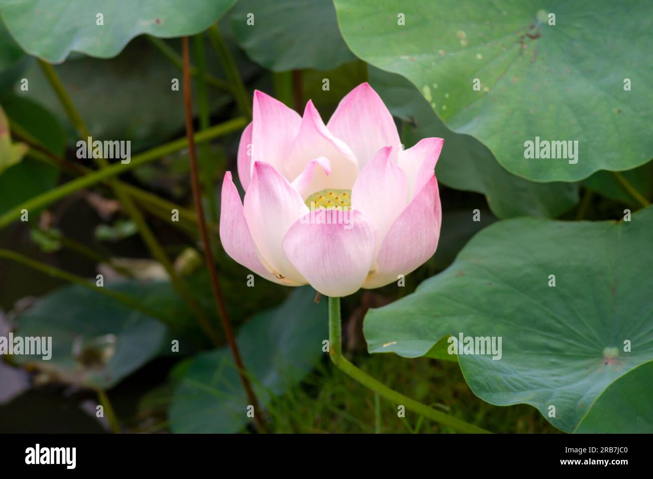 Un nelumbo nucifera rose, fleur de Lotus avec son fond de feuilles vertes Banque D'Images