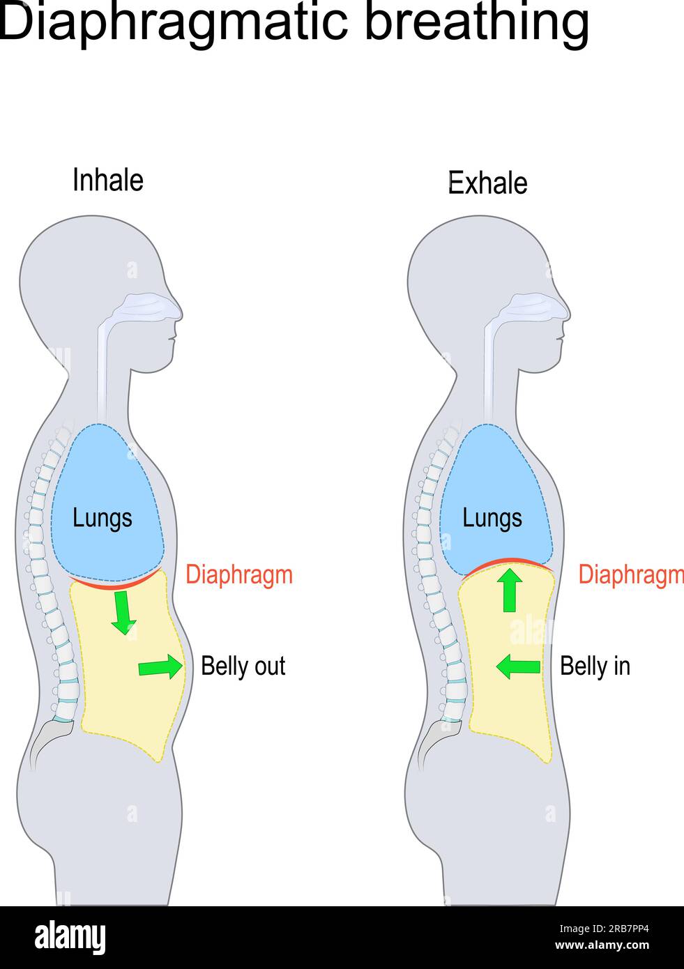 Respiration diaphragmatique. abdomen, ventre ou respiration profonde